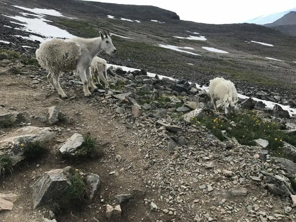 Quandary Peak mountain goats