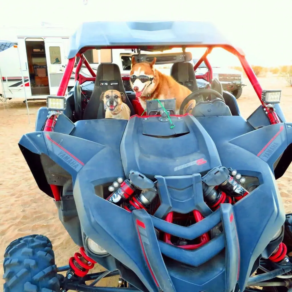 Dogs enjoying a ride in dune buggy at Glamis Sand Dunes