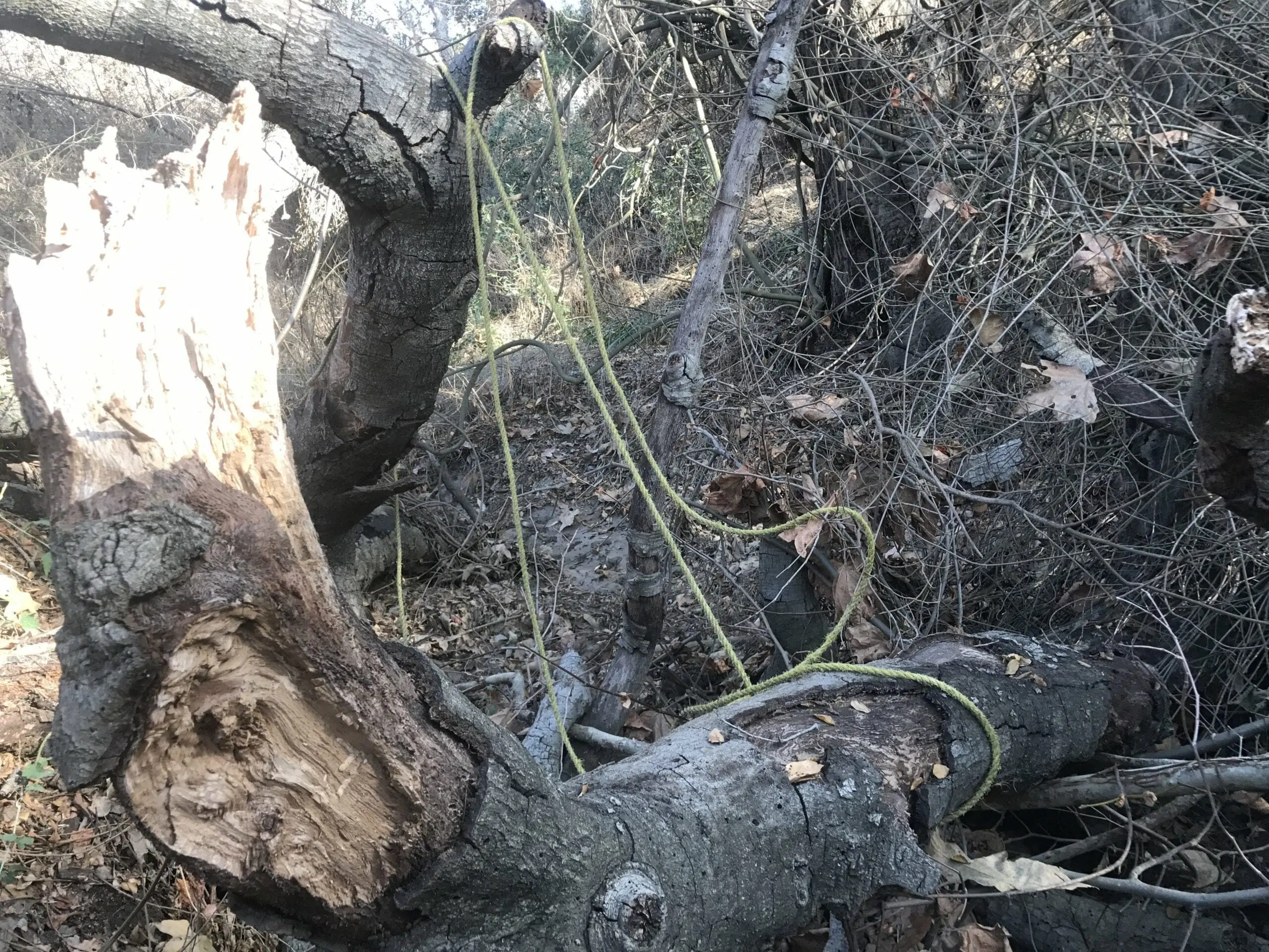 Turnbull Canyon tree stump