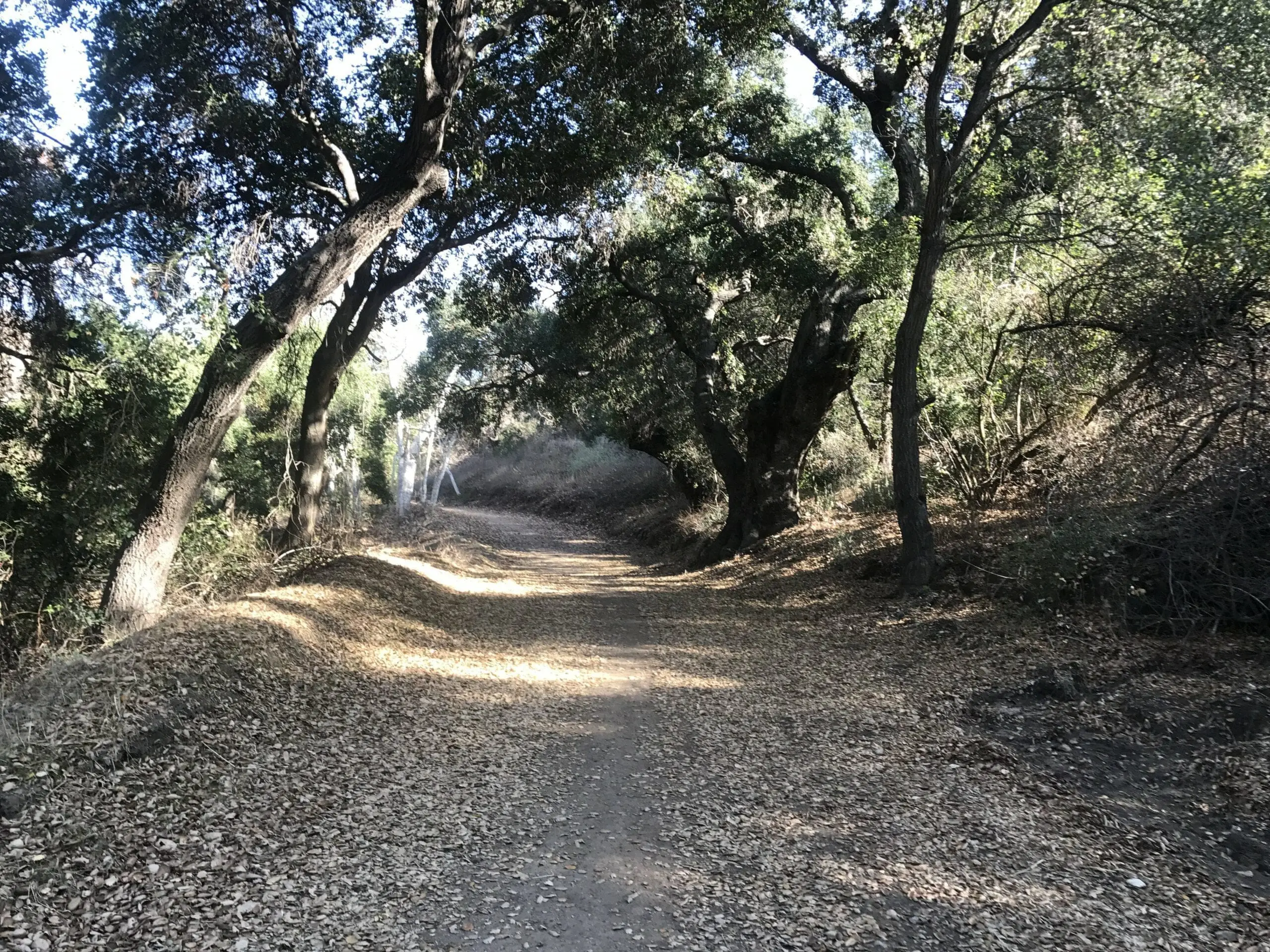 Turnbull Canyon hiking trail shaded by large trees