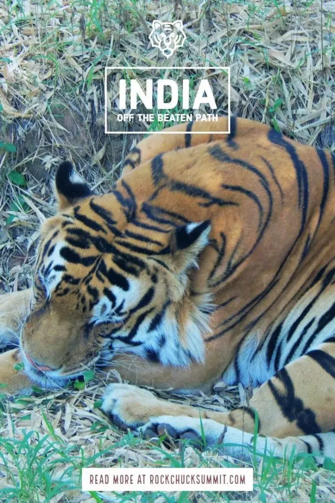 Off the beaten path India - Visit Tigers