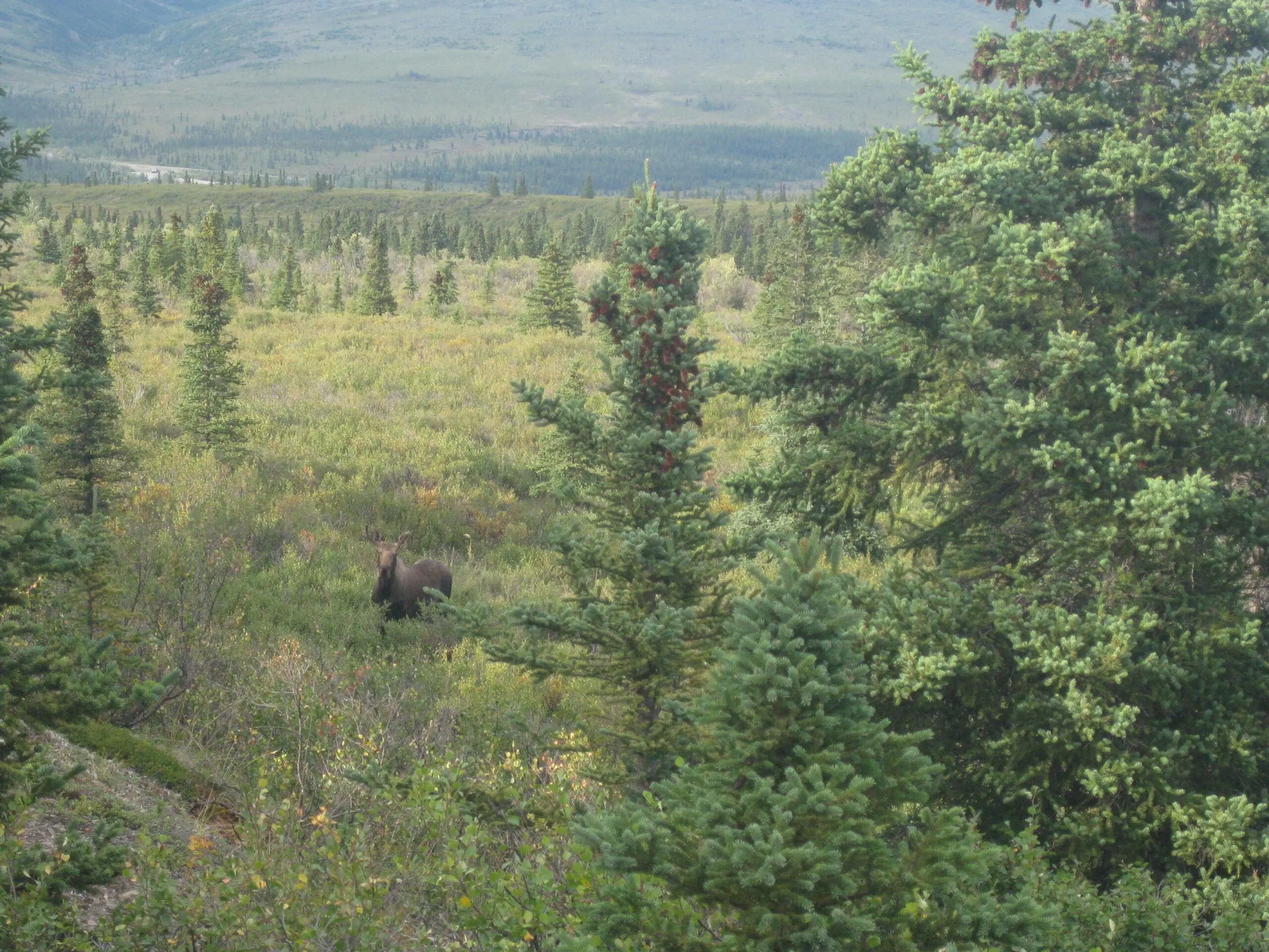Moose walking through forest. 