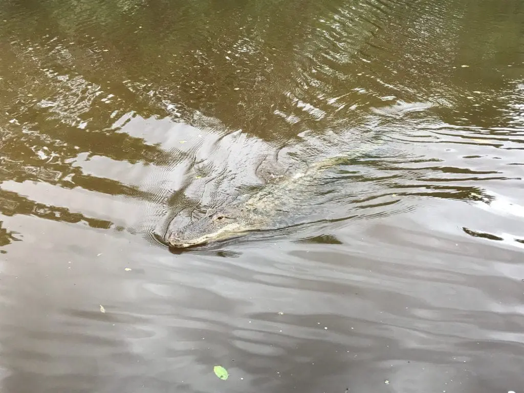 honey island alligator swimming