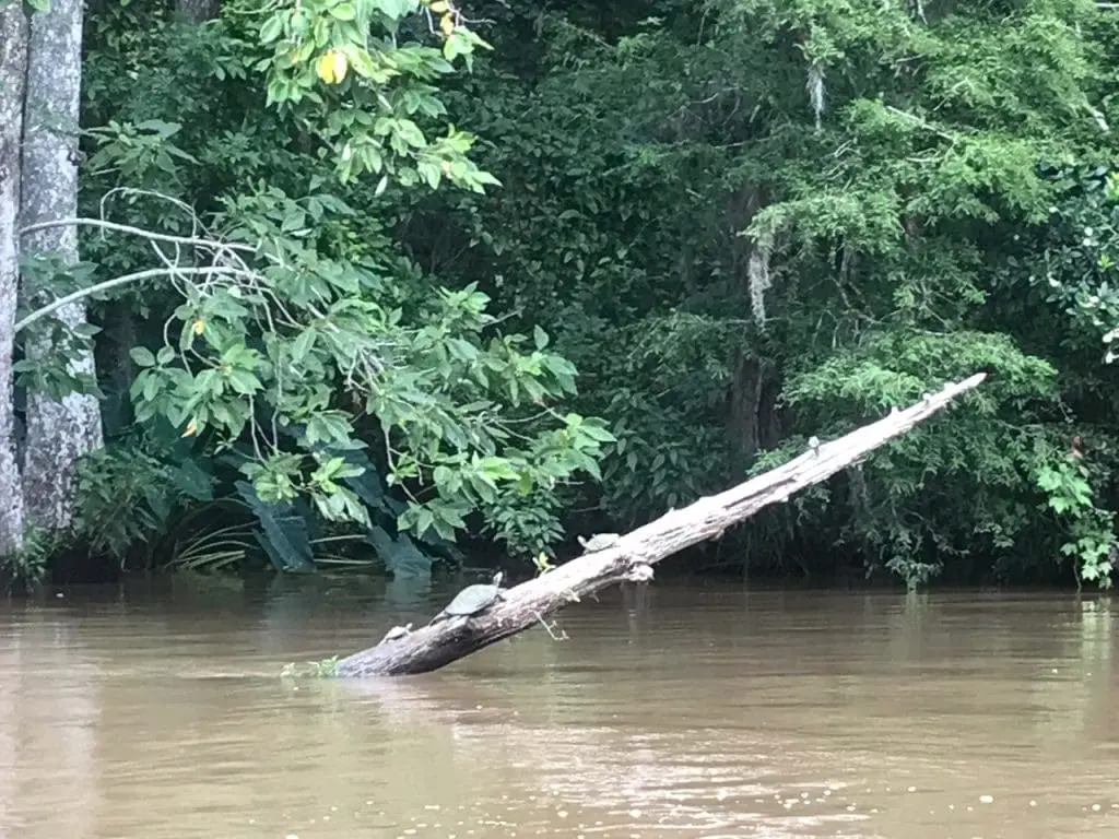 Turtles climbing tree out of water