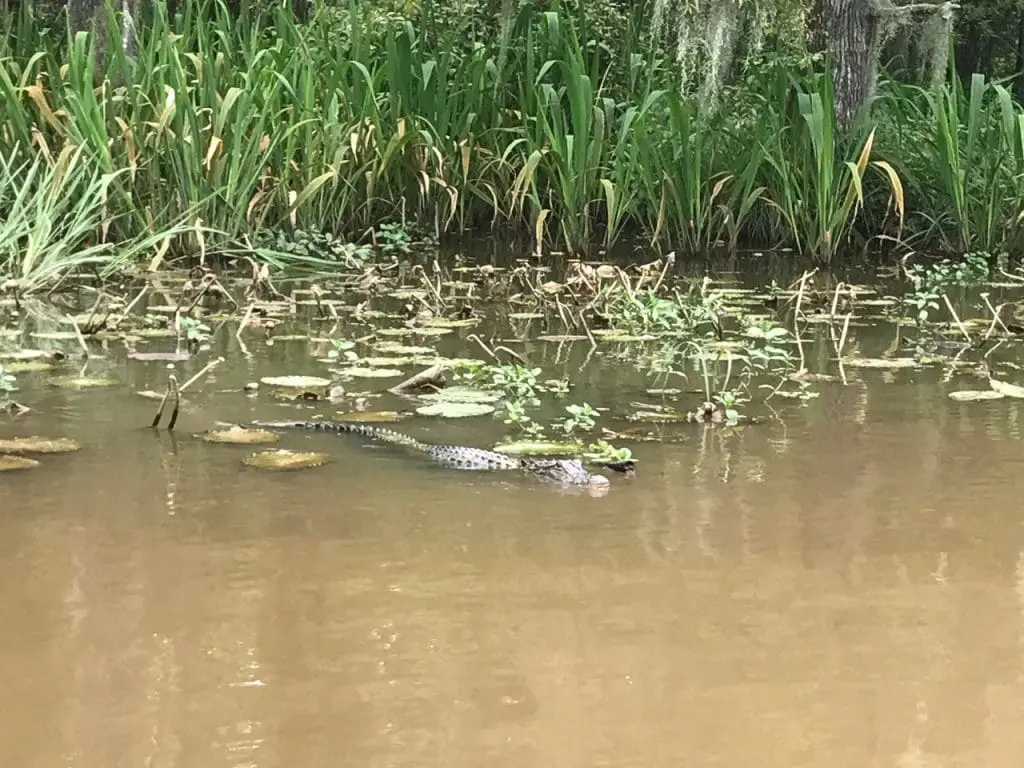 Baby alligator swimming in vegitation