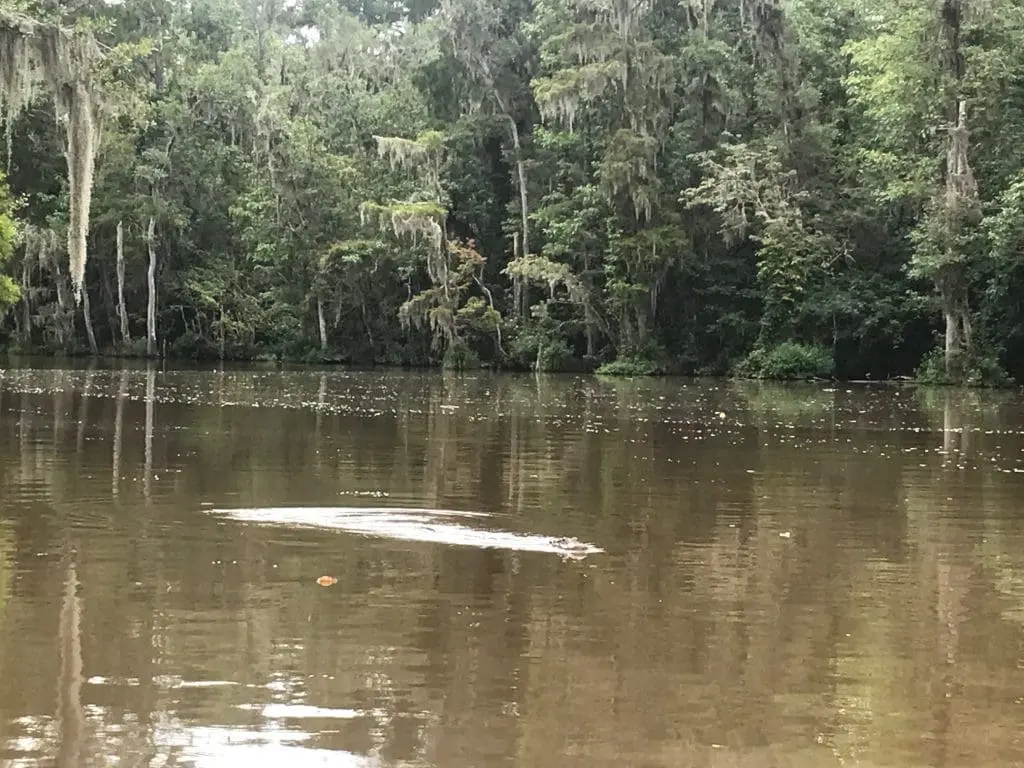 honey island alligator swimming with swamp in background