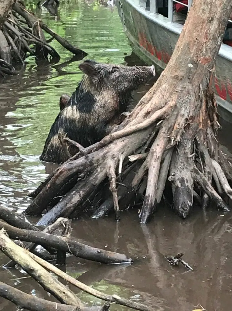 Pig swimming up to swamp tour boat