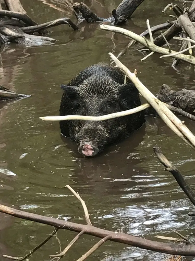 pig walking up to swamp tour