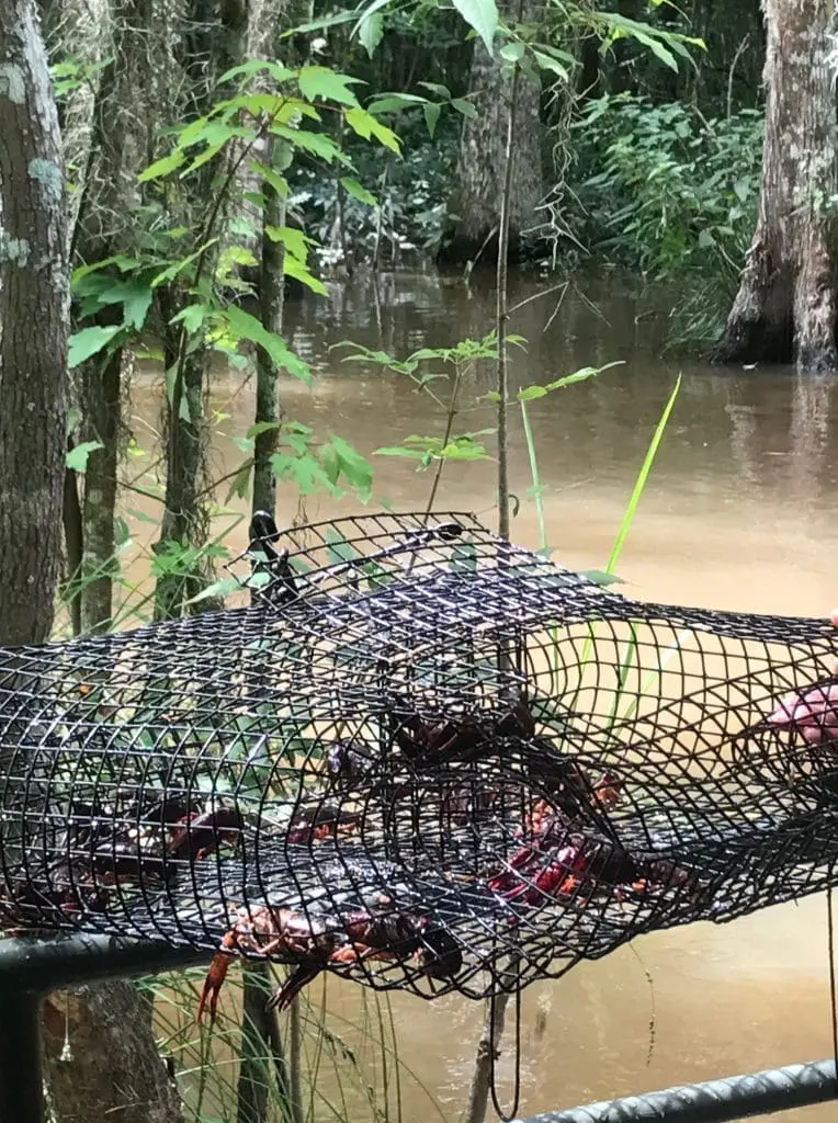 Swamp net with crawfish