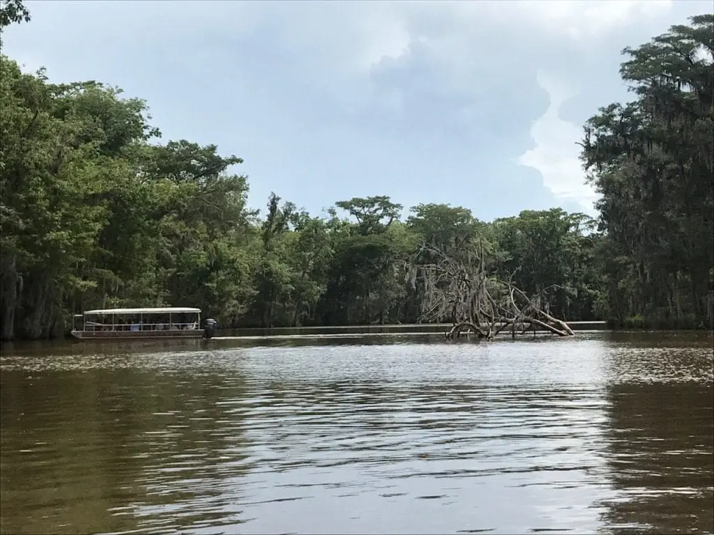 honey island boat tour with swamp trees
