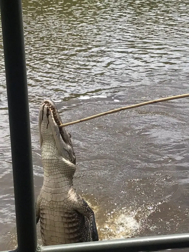 feeding alligator on honey island swamp tour with marshmallows at end of stick