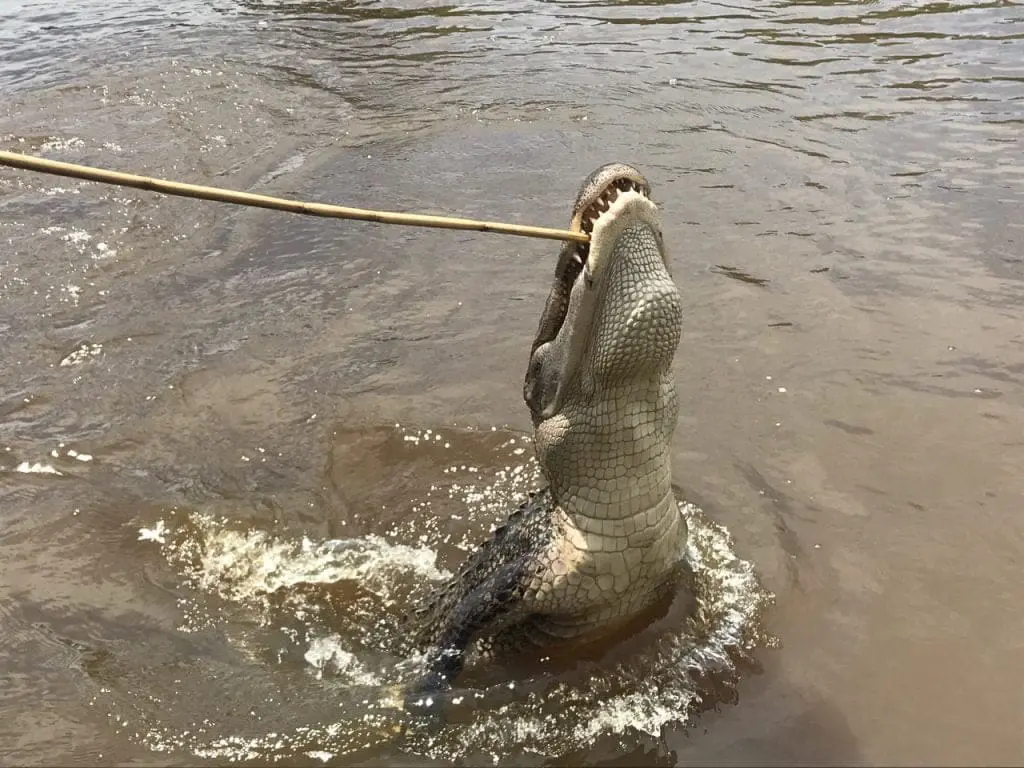 feeding alligator on honey island swamp tour with marshmallows