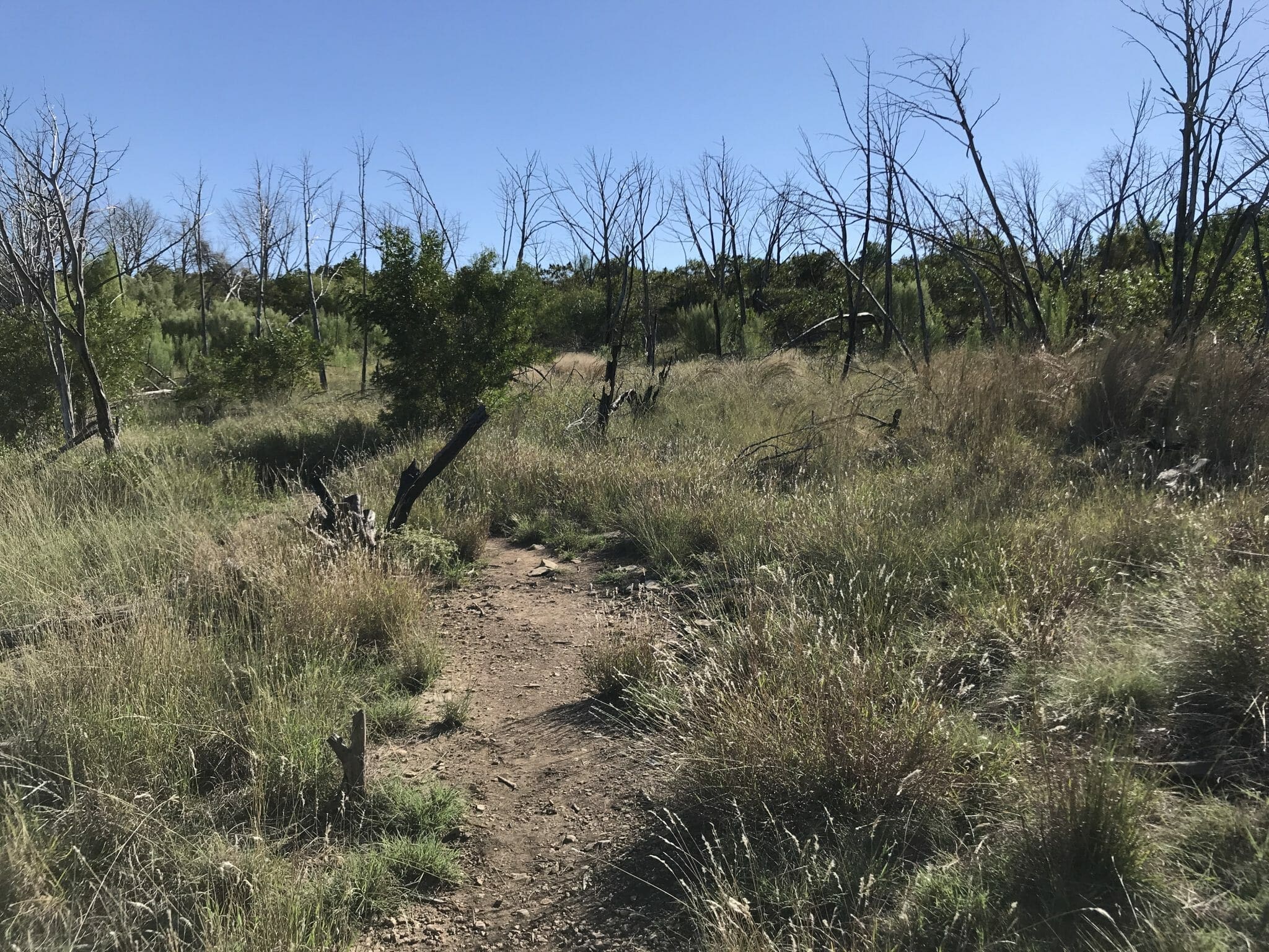 burned out trees possum kingdom lake