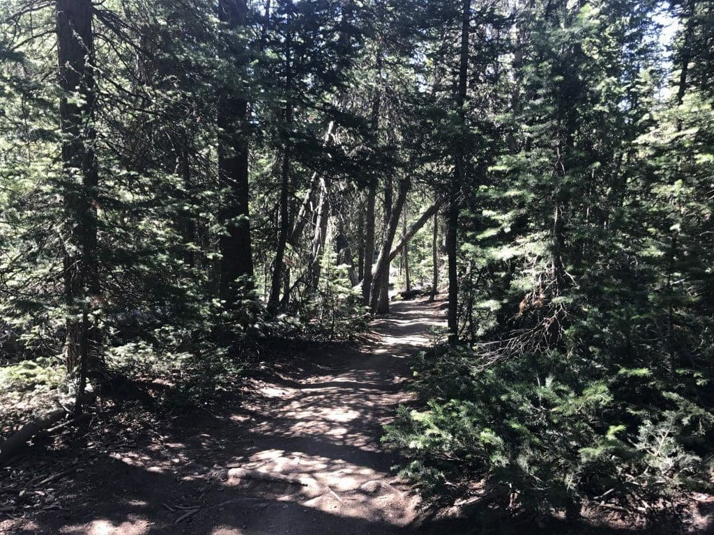 Quandary Peak Trail forrest cover
