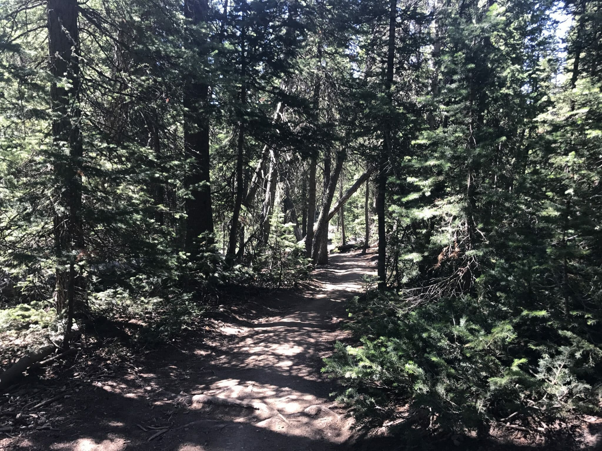 Quandary Peak Trail