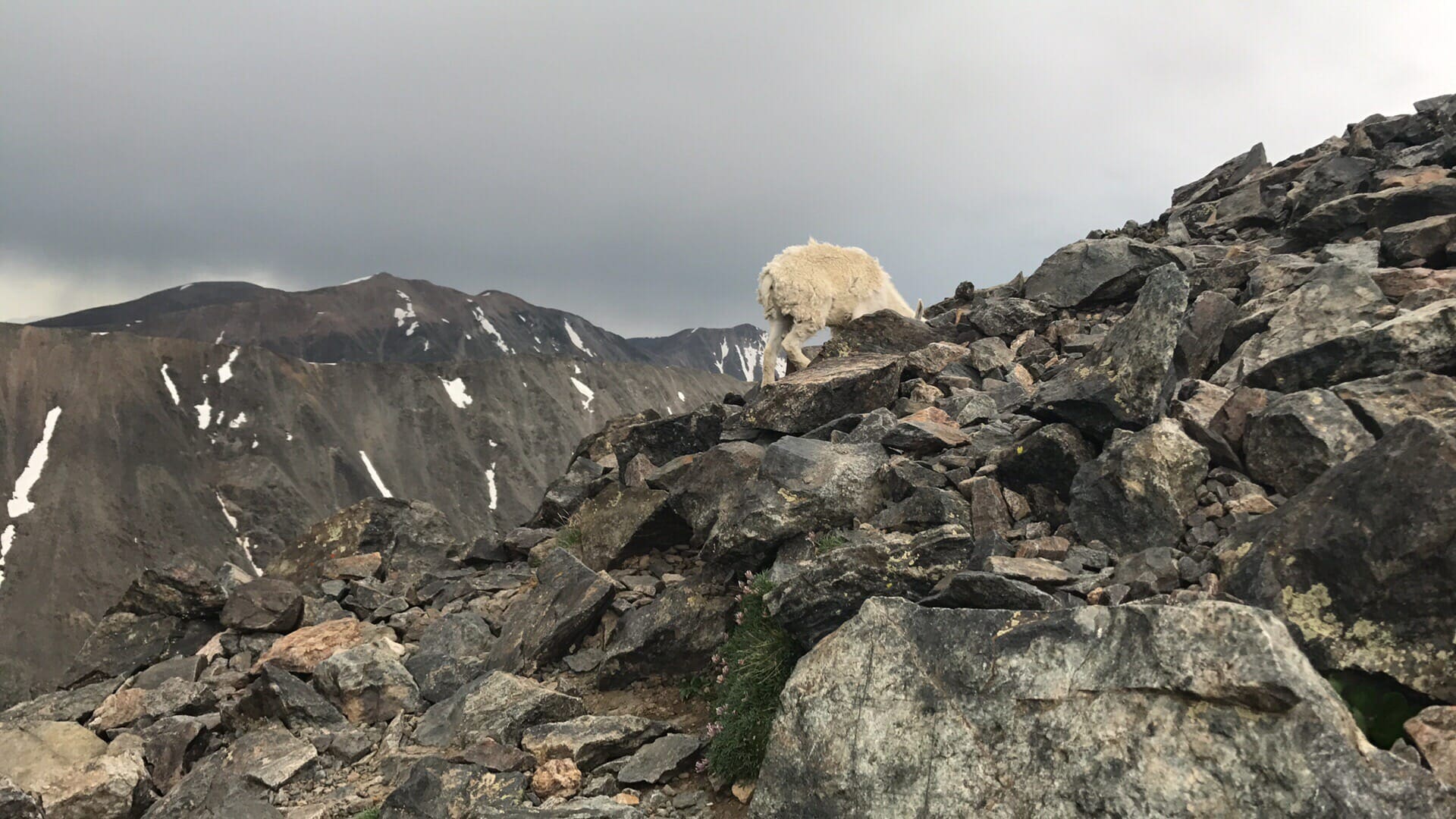 Mountain goats on Quandary Peak 