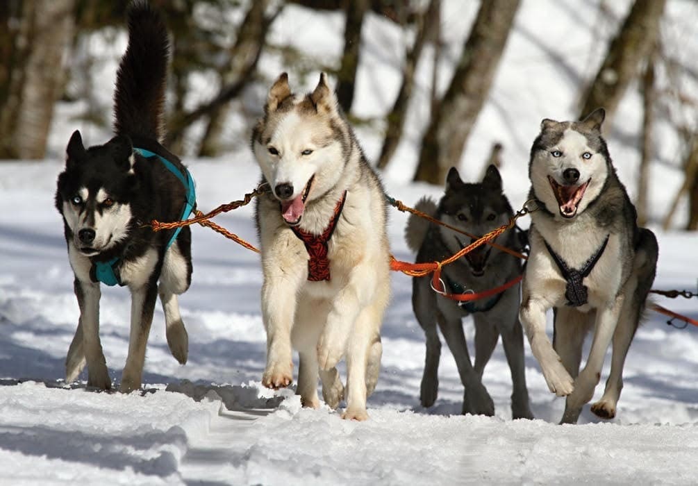 Mammoth Lakes dog sledding