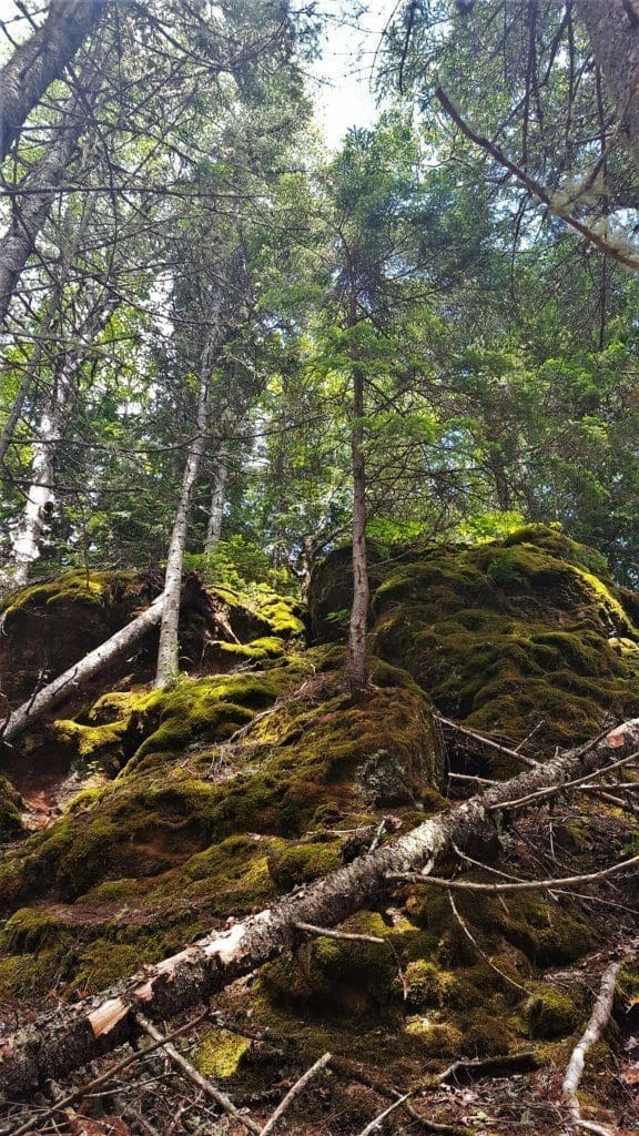 Mossy Hill at Sleeping Giant Provincial Park Ontario Canada