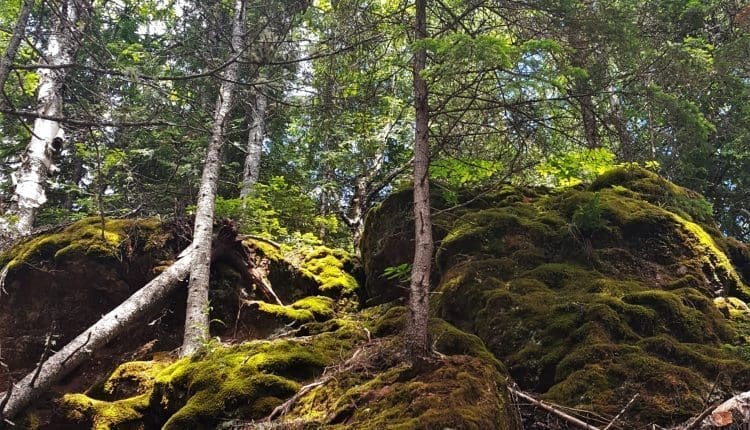 Mossy Hill at Sleeping Giant Provincial Park Ontario Canada