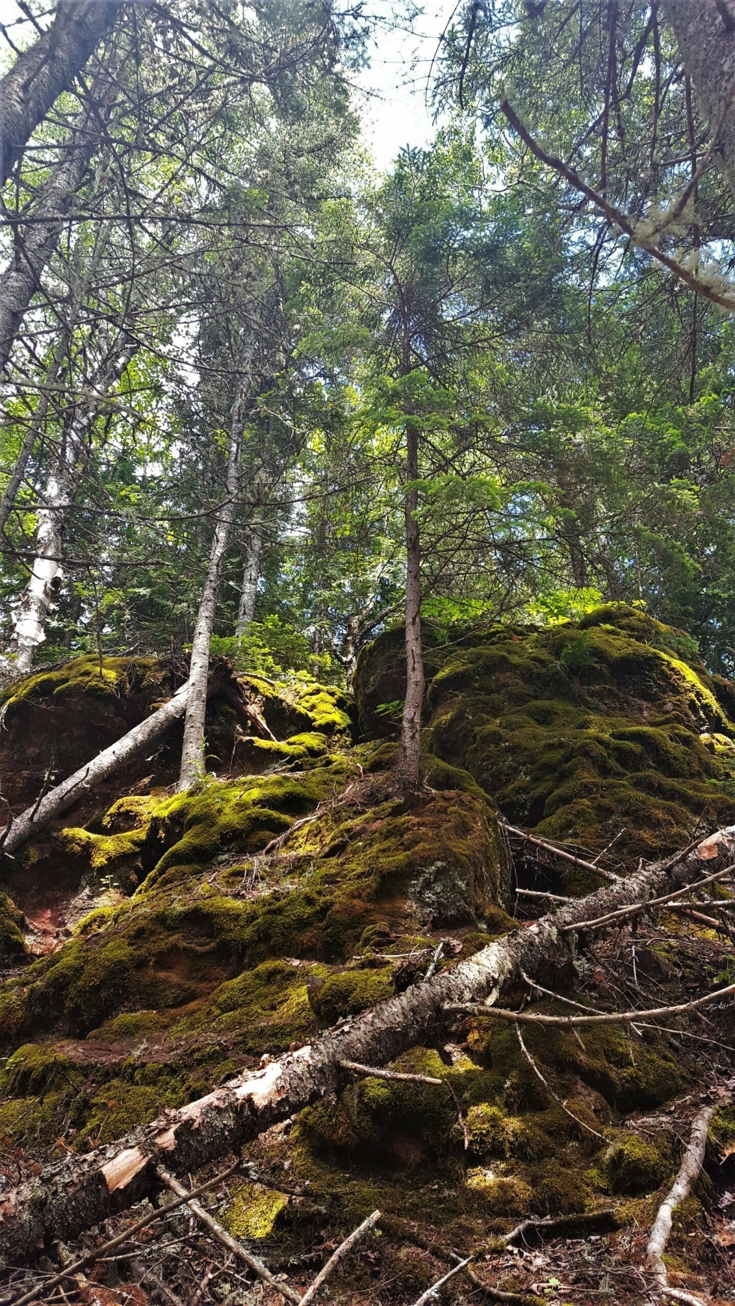 Mossy Hill at Sleeping Giant Provincial Park Ontario Canada