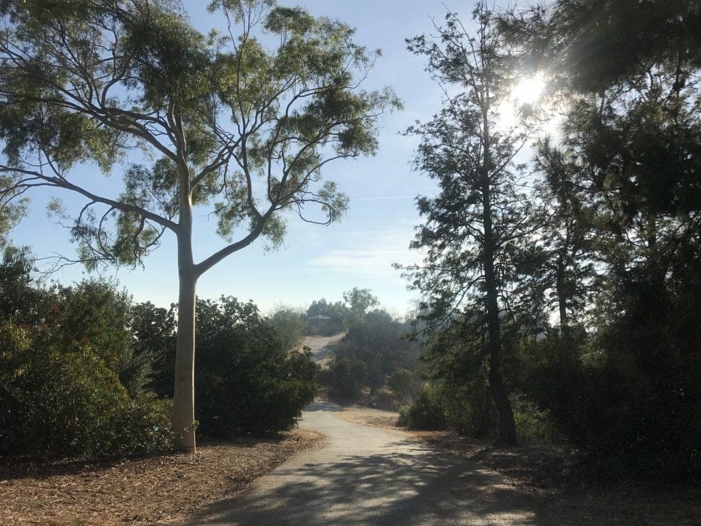 ernest e debs regional park trees