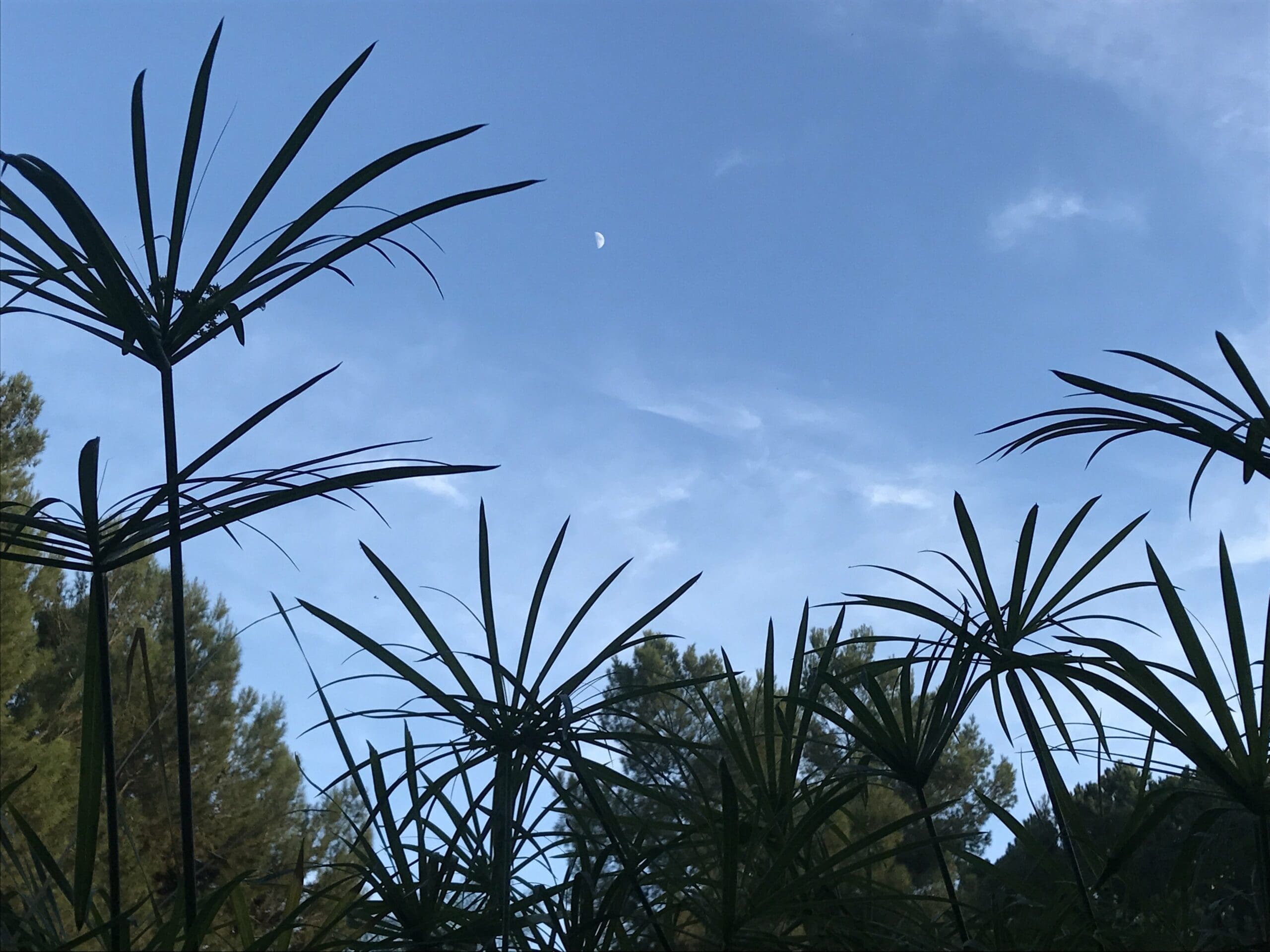 ernest e debs regional park palms