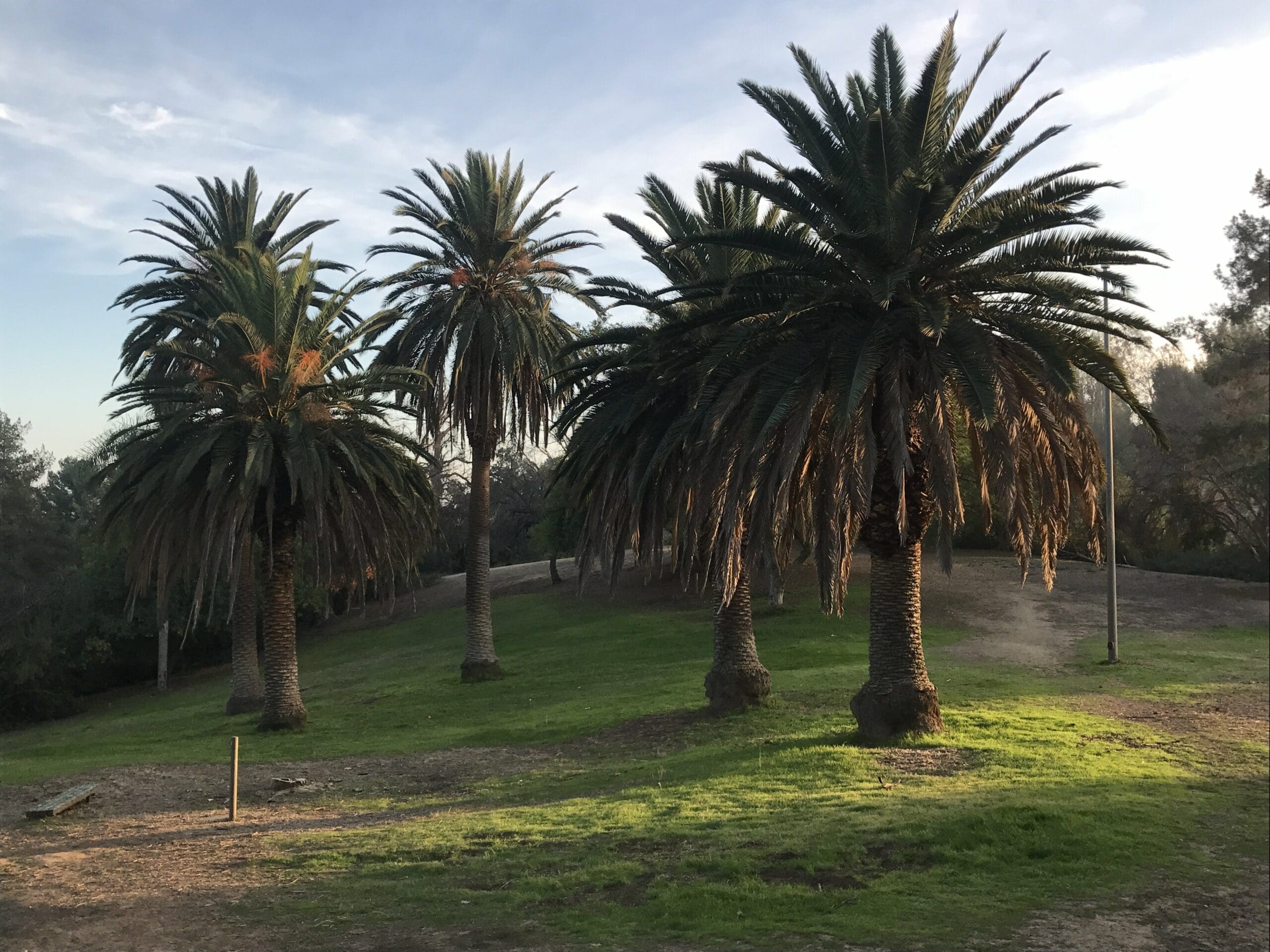 ernest e debs regional park palm trees