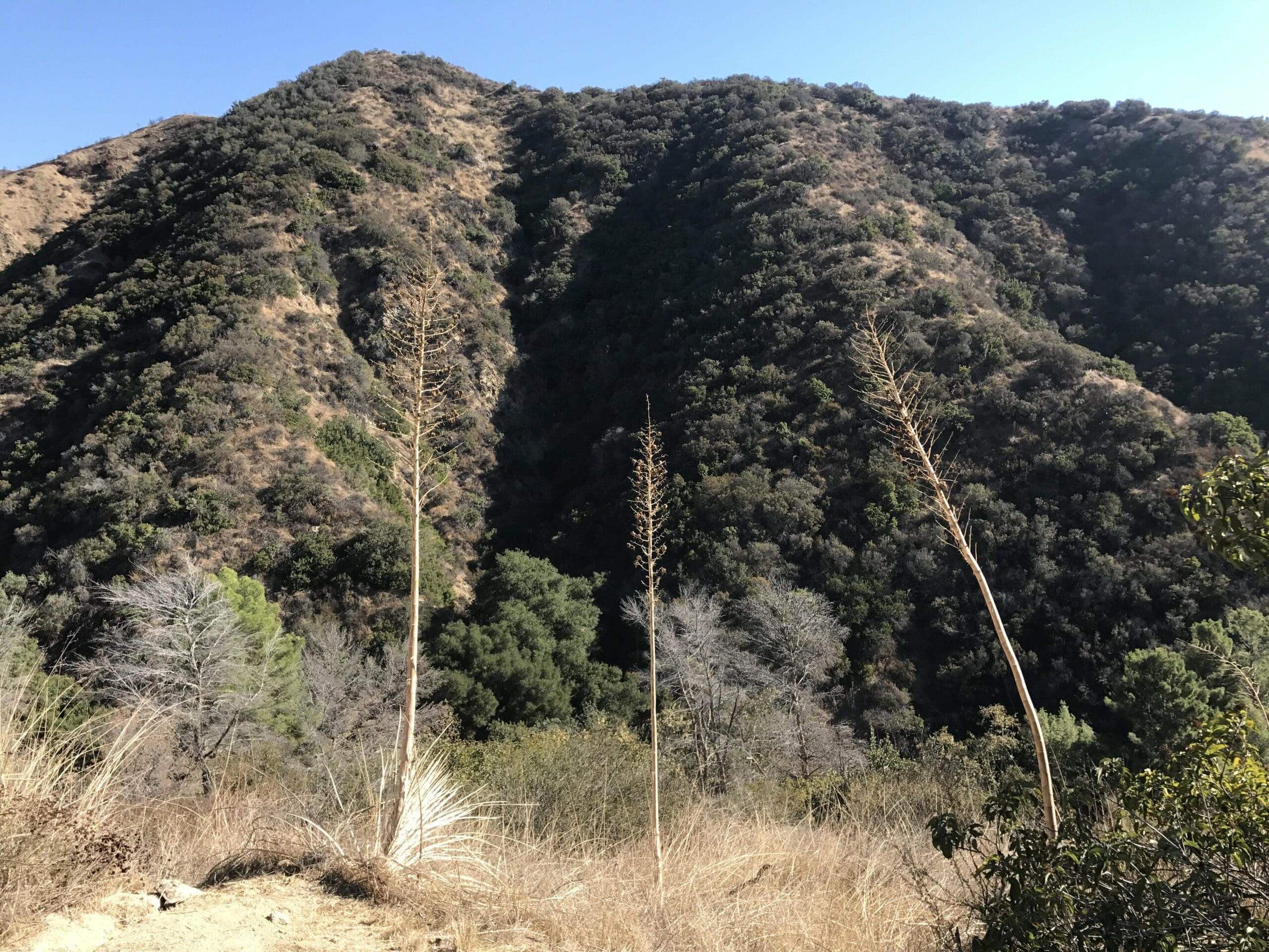 Wildwood Canyon Trail