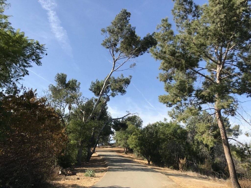 ernest e debs regional park trees