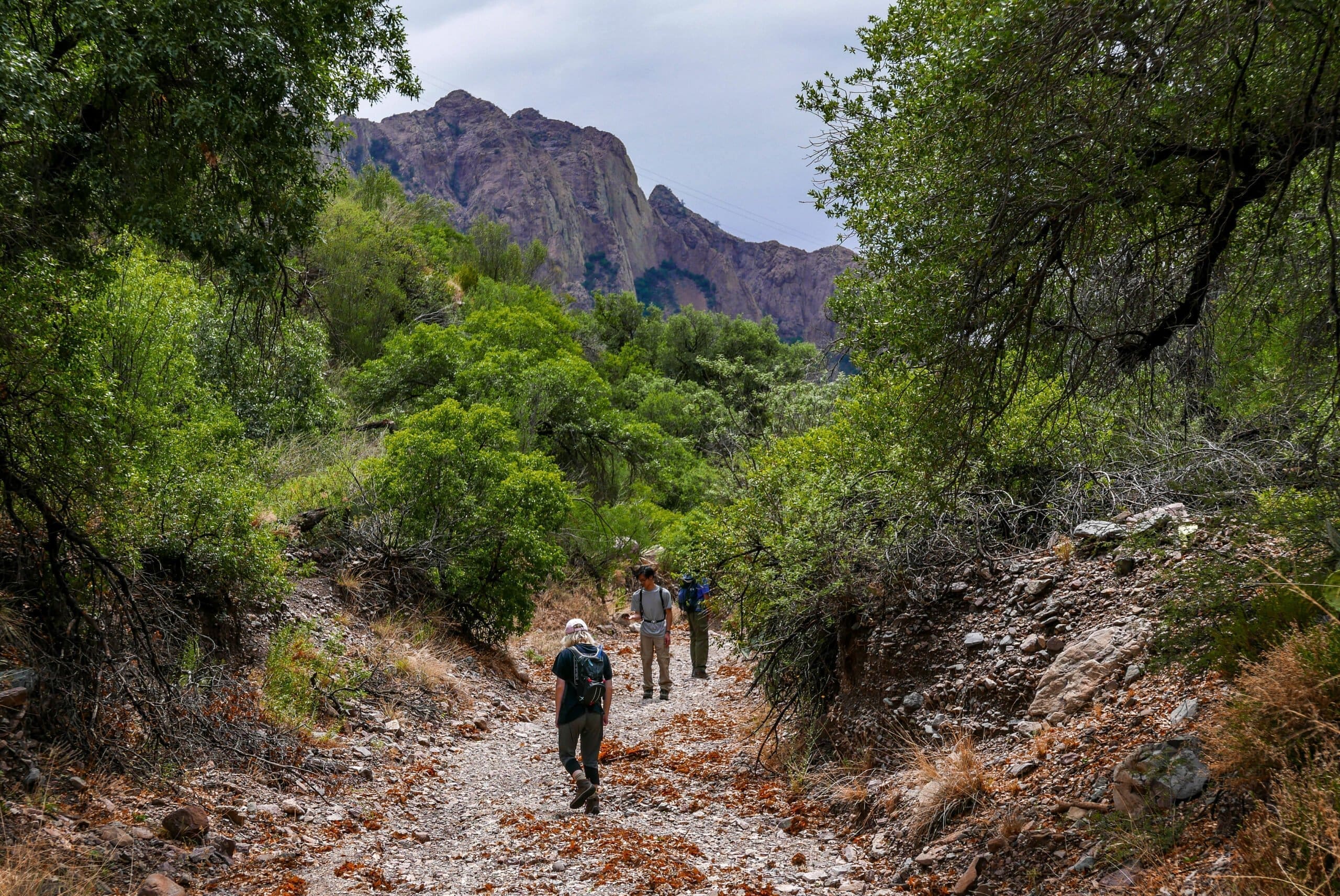 Emory Peak Trail Big Bend National Park