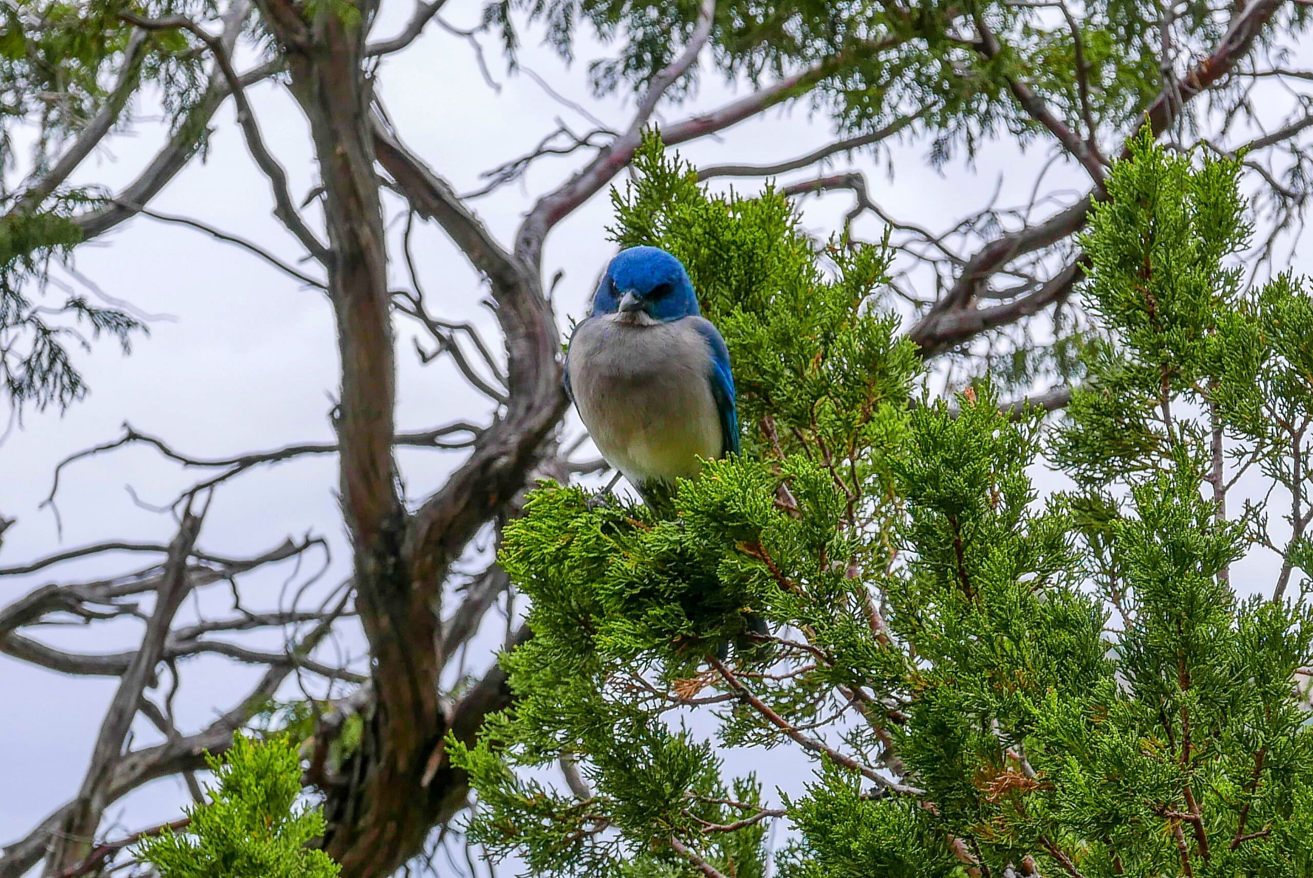 mexican jay bird big bend