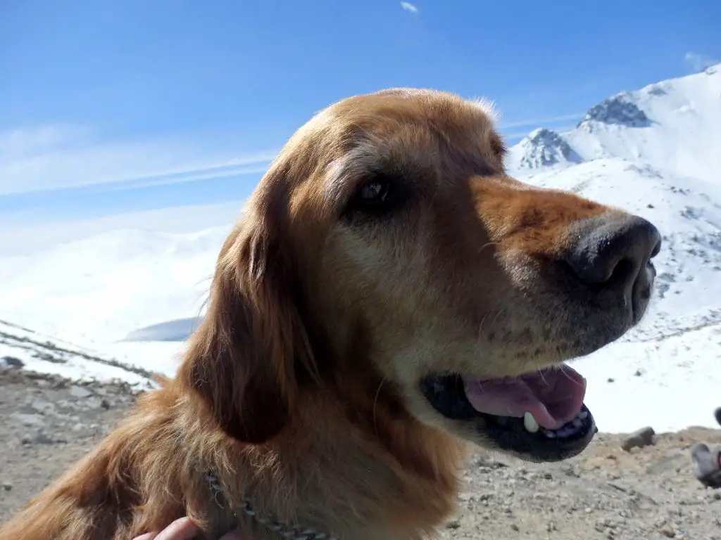 Nevado de Toluca climb with dog at top of mountain.