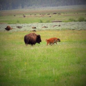 Wildlife at Yellowstone National Park