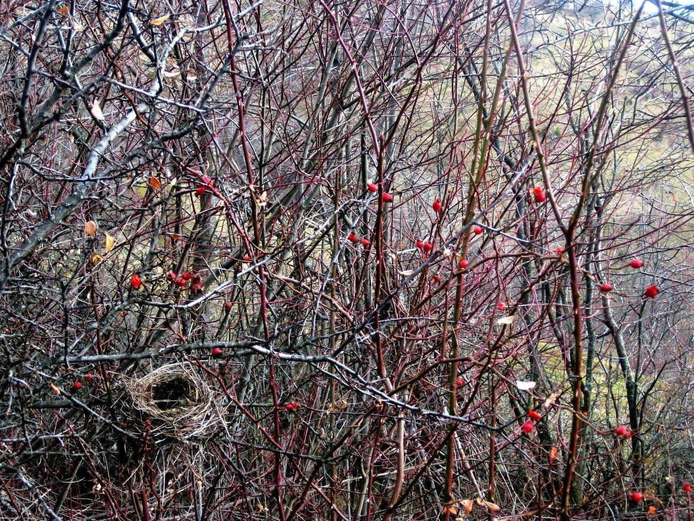 hiking in bosnia wildlife