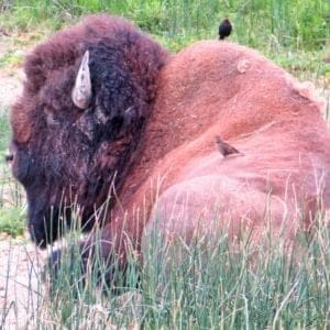 Bison at Yellowstone National Park