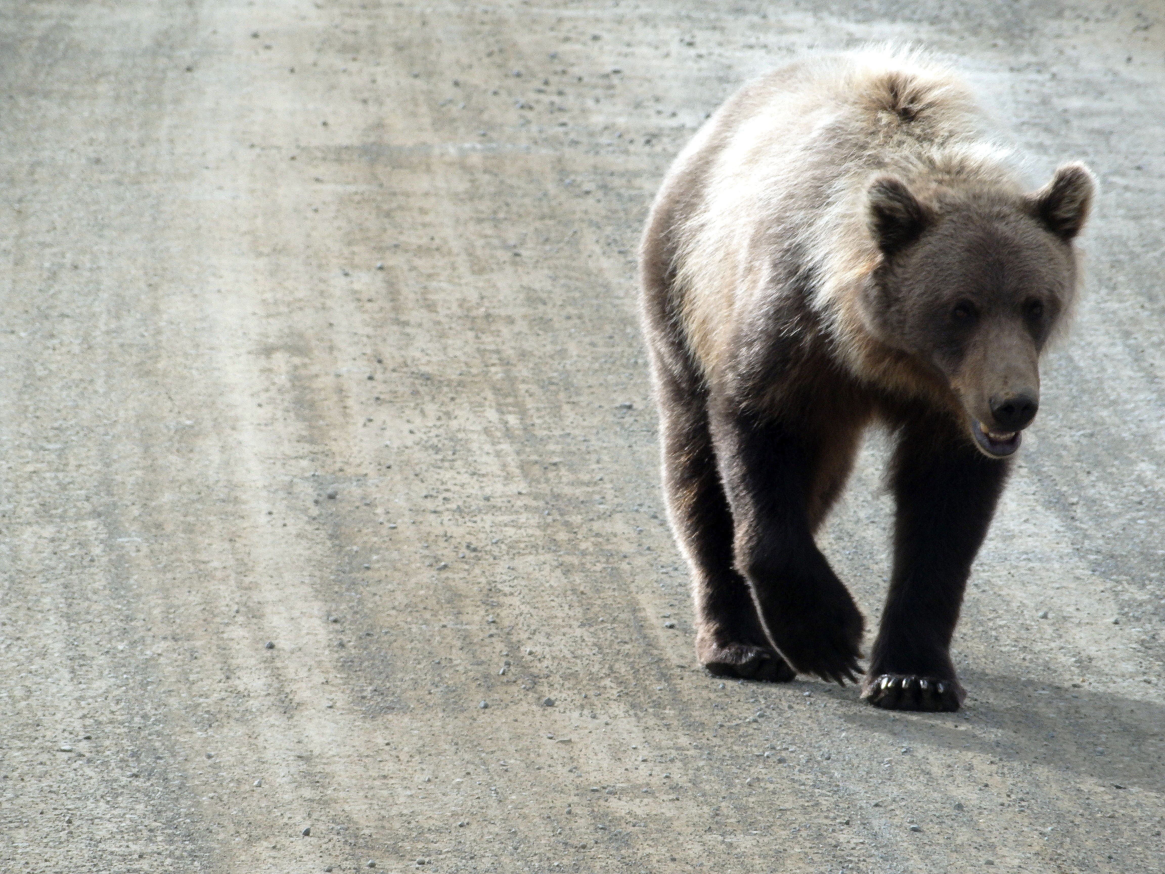 bear safety