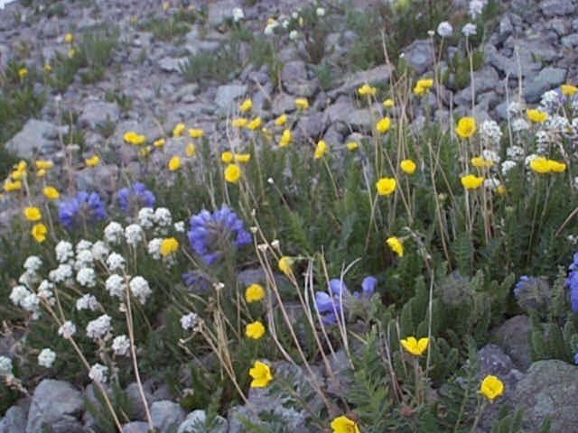 alpine flowers