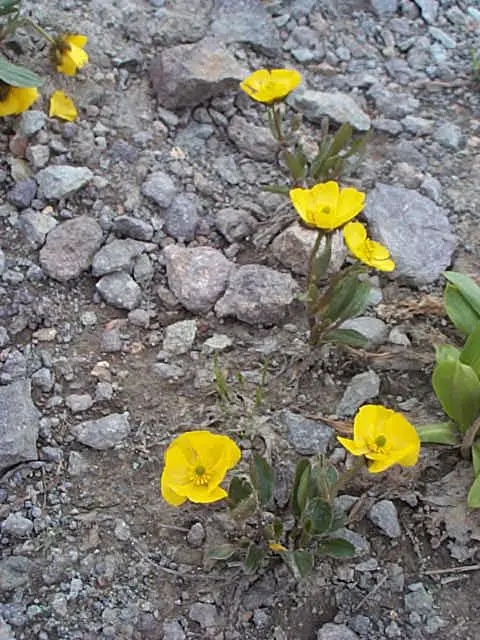 fleurs alpines