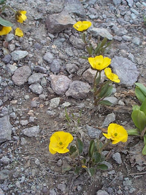 alpine flowers