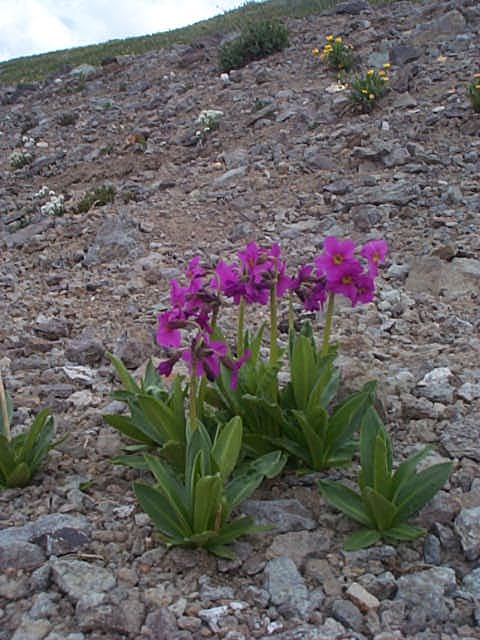 Fleur alpine du Colorado 