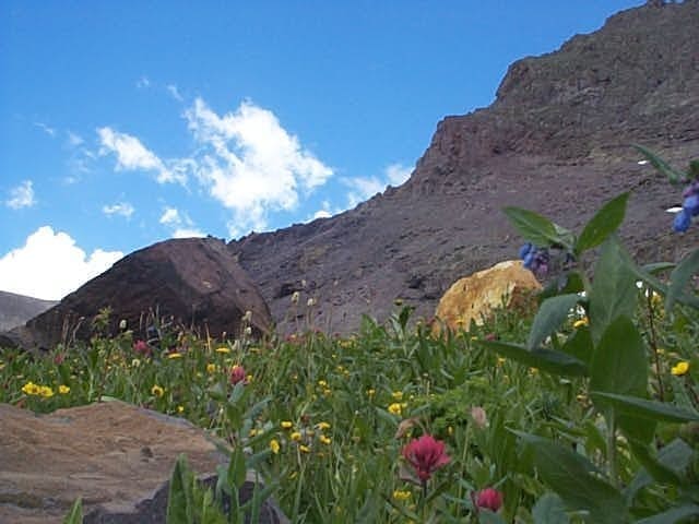 alpine flowers