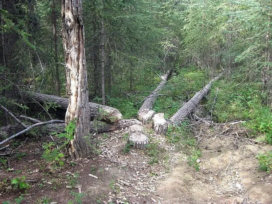Horseshoe Lake beaver chopped trees - Denali National Park Hike