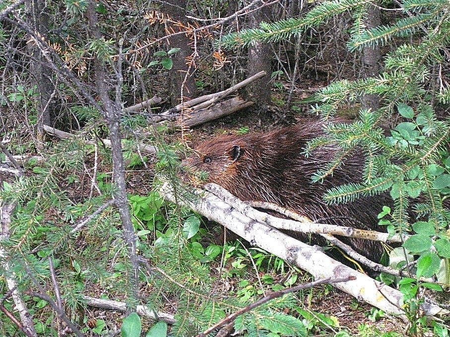 Horseshoe Lake beaver - Denali National Park Hike