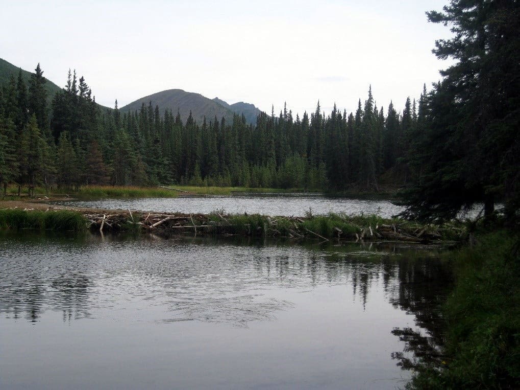 Horseshoe Lake beaver lodge, Denali National Park Hike