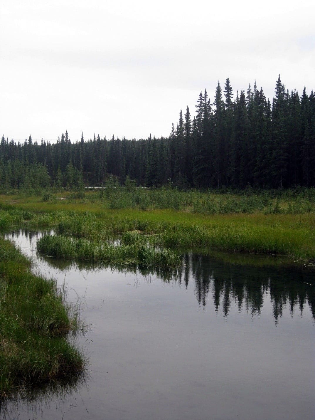 Horseshoe Lake nenana river, Denali National Park Hike 