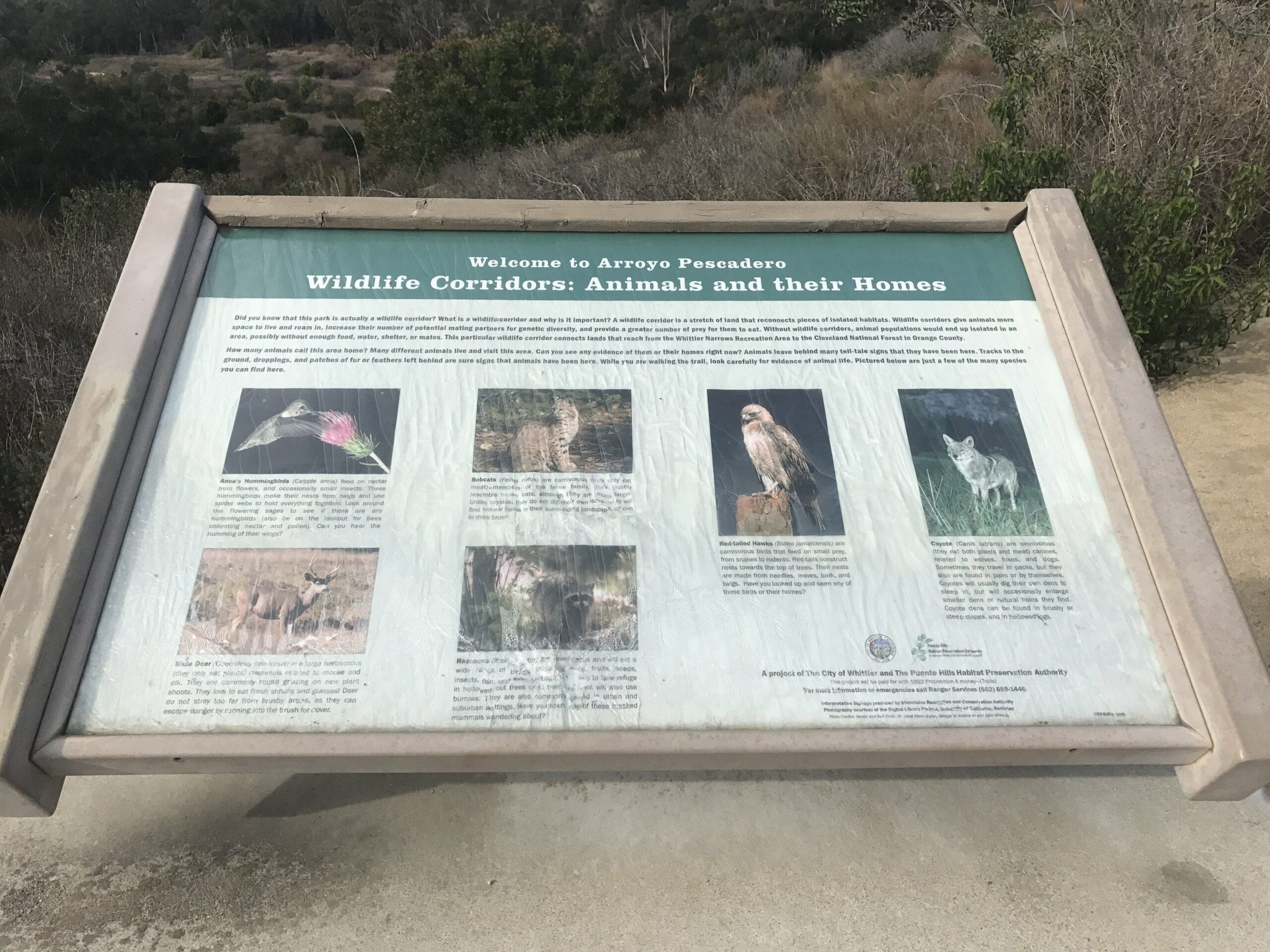 wildlife of Arroyo Pescadero Trail