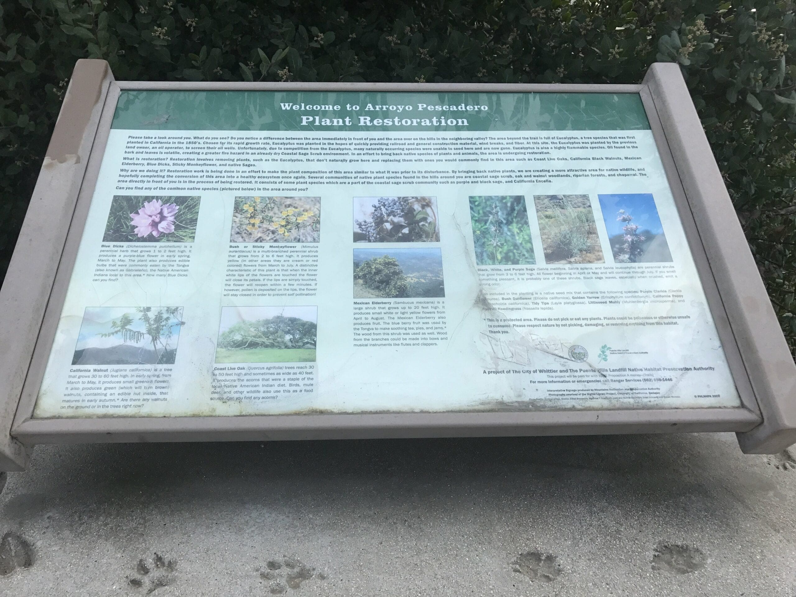 Plants of Arroyo Pescadero Trail