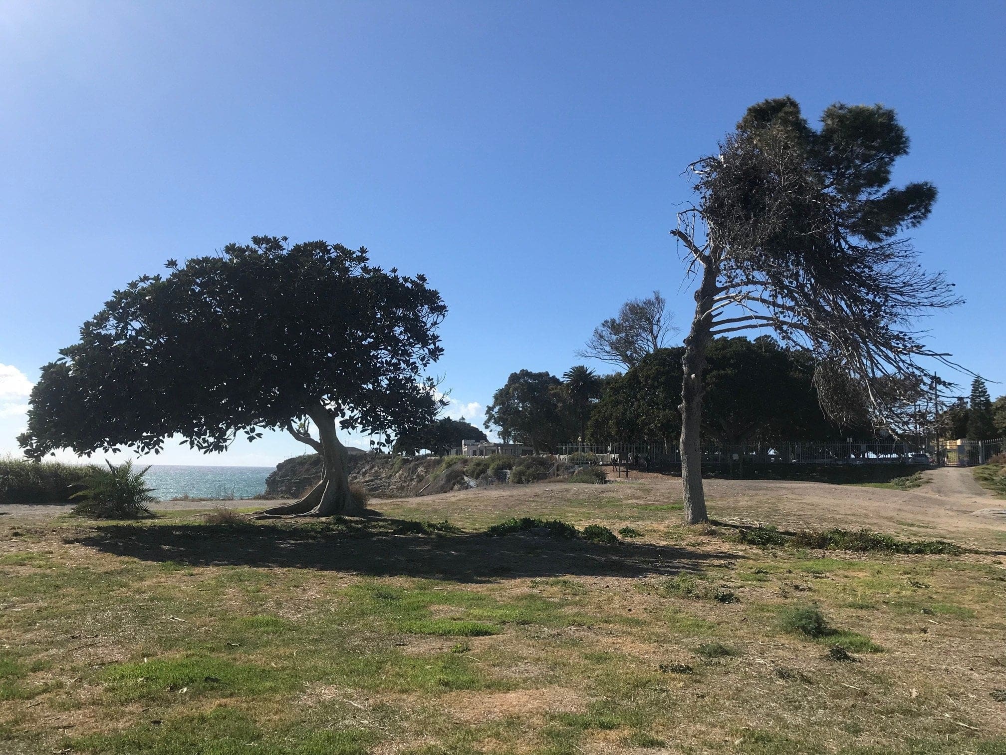 wind swept trees at san pedro city