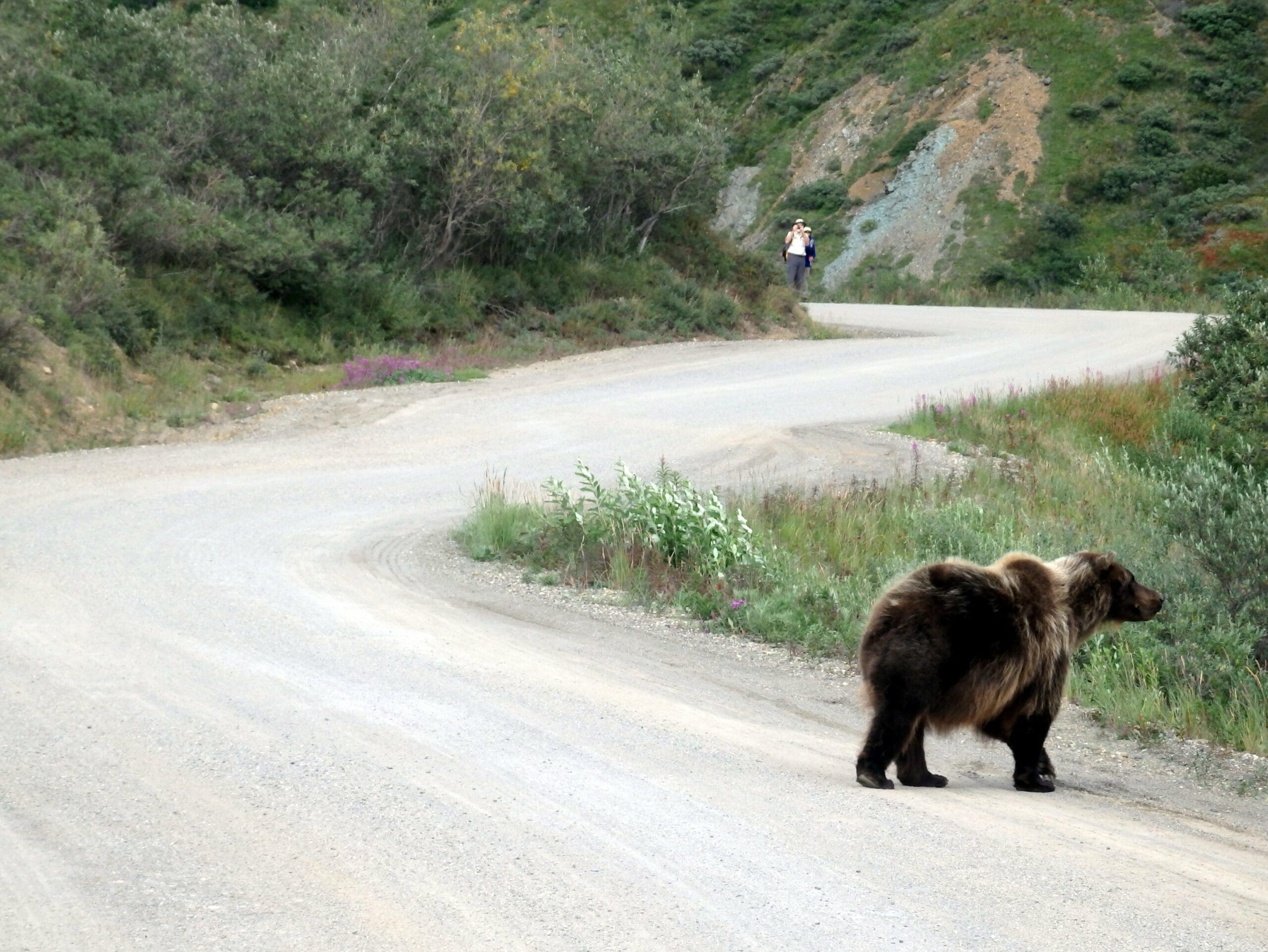 bear safety