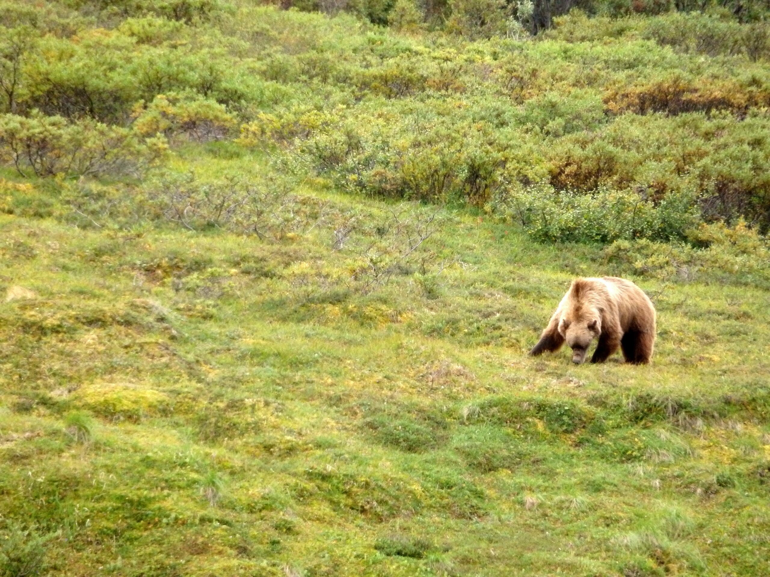 bear safety training